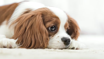 누워있는 강아지