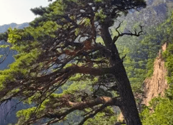 설악산 케이블카 예약 운행시간 요금 주차장 