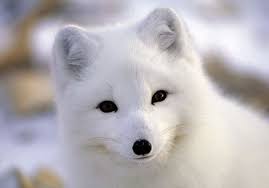 북극여우