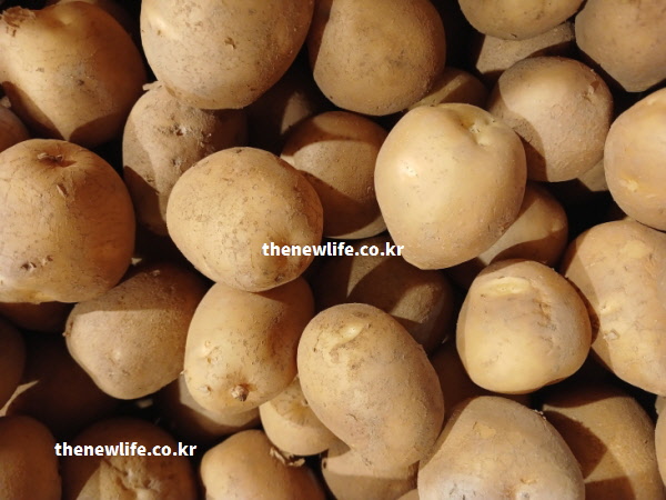 나트륨 배출에 탁월한 효과가 있어 혈관 건강에 도움을 주는, 껍질 없이 깨끗하게 세척된 싱싱한 감자 실물 확대 사진