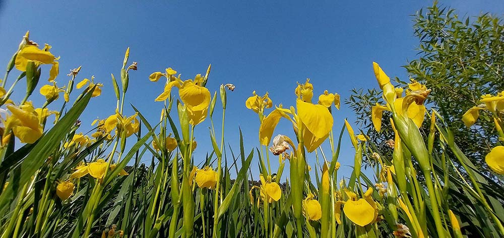 하논오름 노란창포꽃