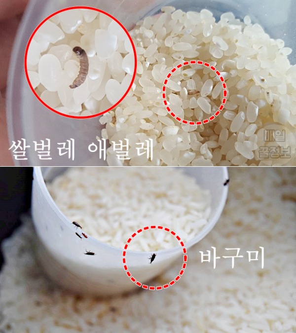 쌀벌레 없애는법, 쌀벌레 애벌레, 바구미, 쌀 보관방법 보관법, 쌀벌레 생겼을때, 팁줌 매일꿀정보
