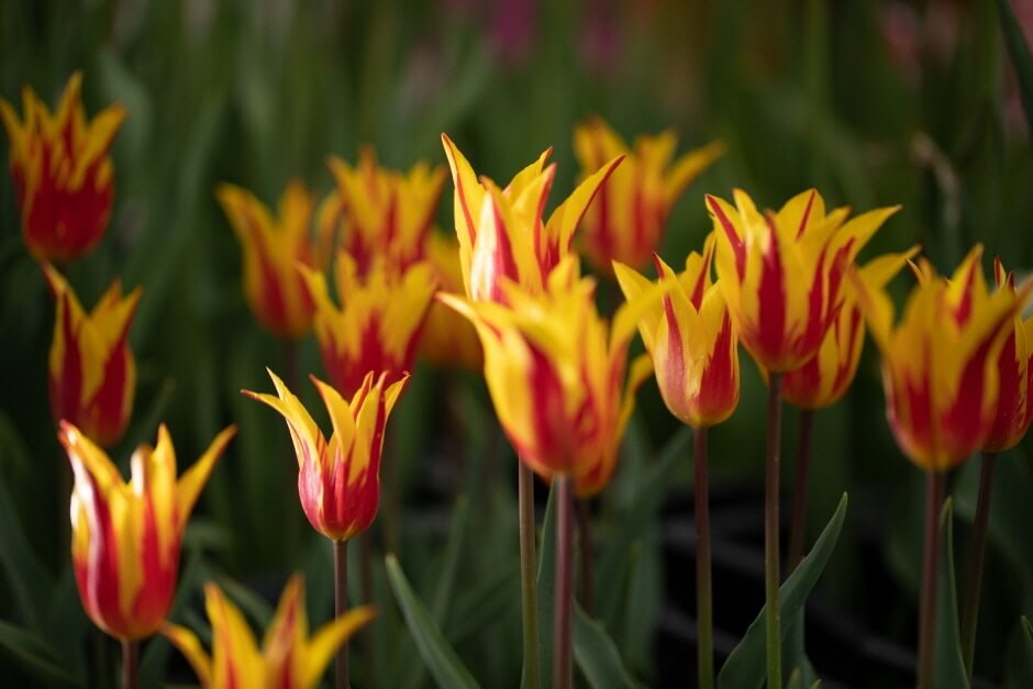 대전 세종 충청 4월 축제 일정 