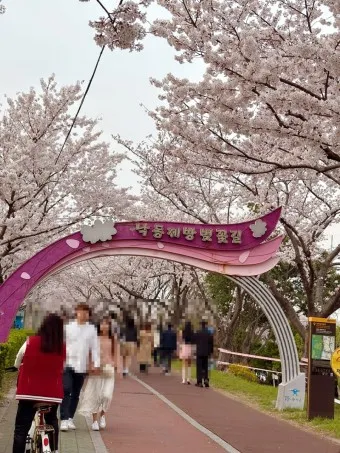 부산 벚꽃 명소 추천 숨겨진 뷰포인트_7