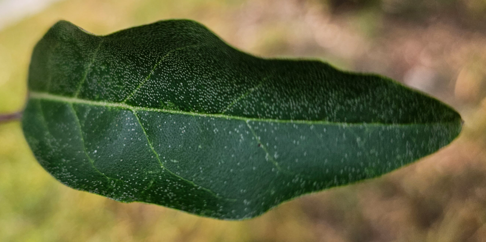 뜰보리수 잎앞면