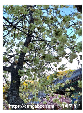 청벚꽃