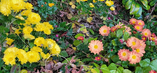 노랑색의 국화와 살구색 빛깔의 국화가 만개한 모습