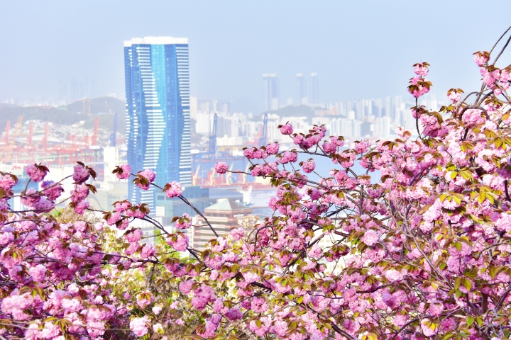 부산 민주공원 겹벚꽃 