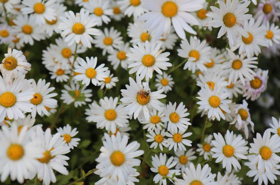 흰색 꽃잎이 노란 꽃봉우리를 두르고 있는 꽃이 눈에 보인다. 이게 바로 '구절초' 라고 하는 들국화다.