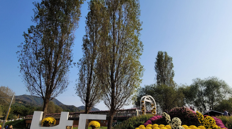 2024년 자라섬 꽃 페스타 일정