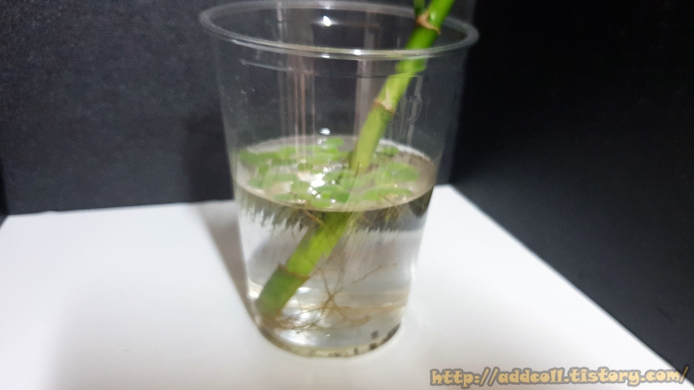 베타 어항에 넣어줄 개운죽