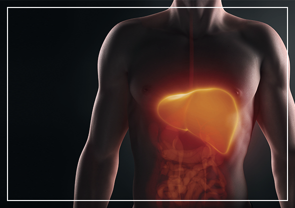 아르기닌의-효능-간기능개선