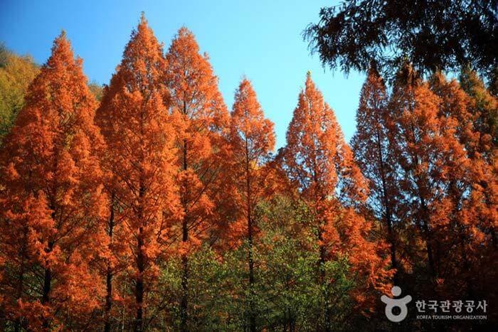 대전 장태산 자연휴양림 가을 단풍