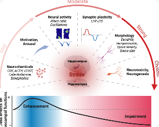 스트레스가 뇌에 미치는 신경학적 영향 보여주는 일러스트