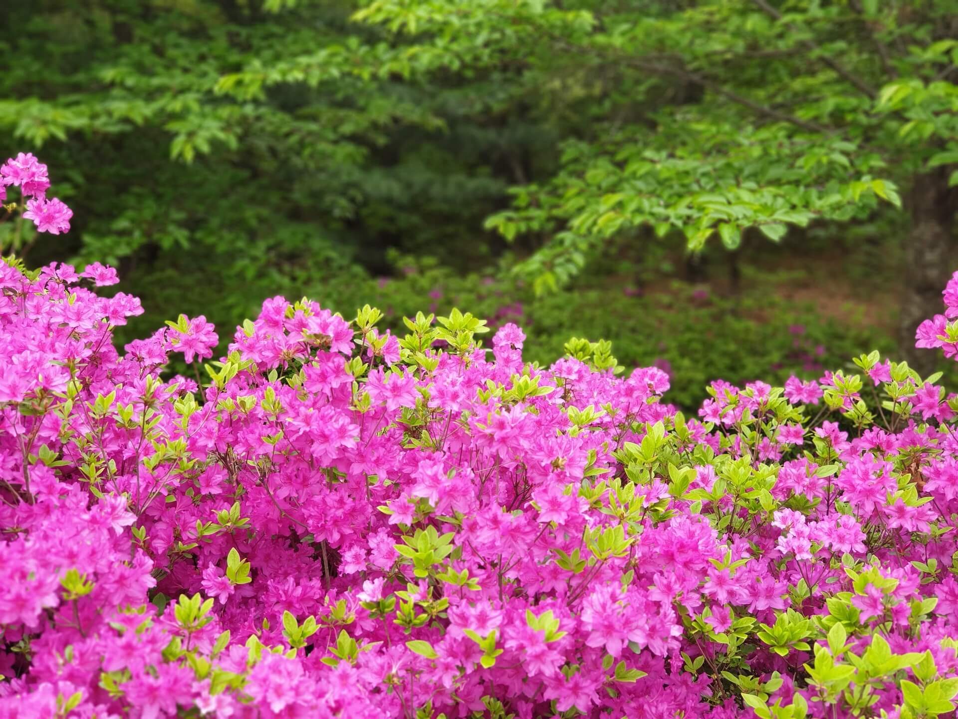 철쭉과 영산홍의 차이