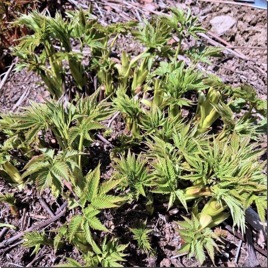 최고의 봄나물 눈개승마 효능 및 먹는 법과 주의점