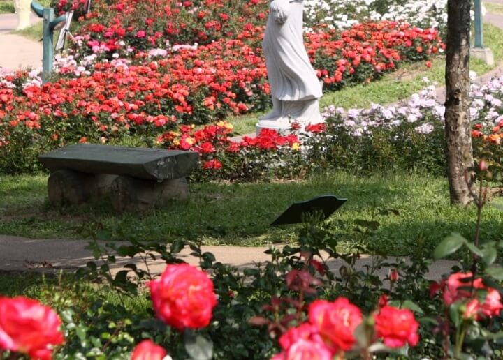 서울대공원 장미원