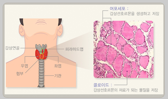 갑상선구조