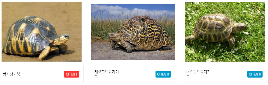 구미 쥬쥬동산