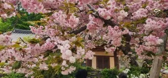 서산 개심사 청벚꽃 개화시기 명소_5