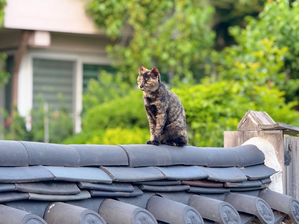 수원 행궁동 벽화마을