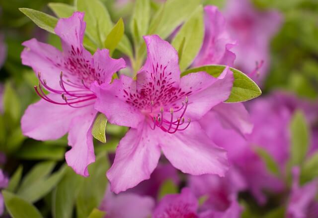 연산홍 묘목 가지치기 키우는 방법 과 철죽(철쭉) 구별법 알아보기
