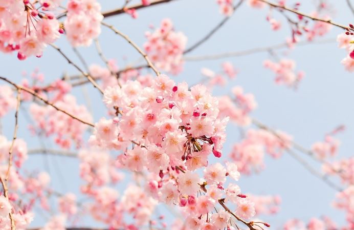 2023년 봄꽃 개화시기 진달래 개나리 벚꽃 축제