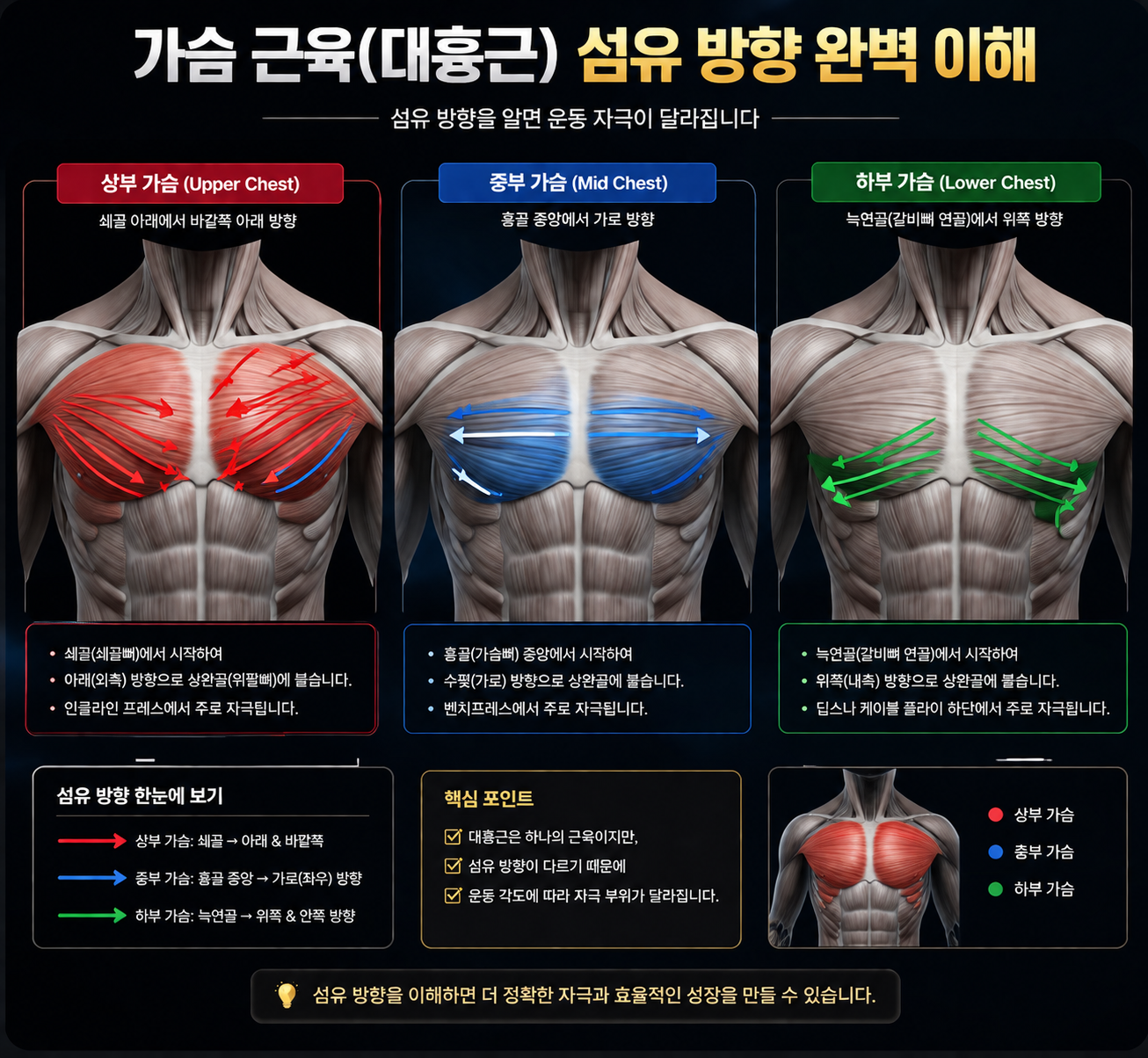 가슴 근육 섬유 방향