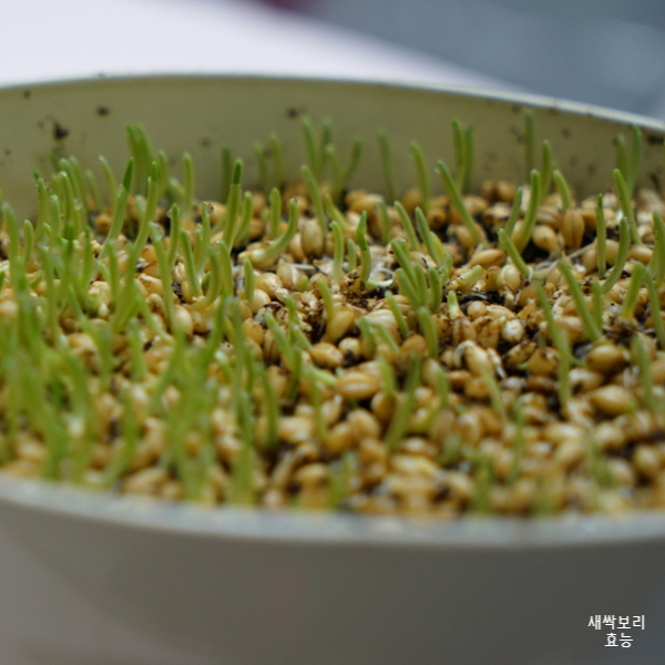 새싹보리 효능│새싹보리 효능 알고 드세요!
