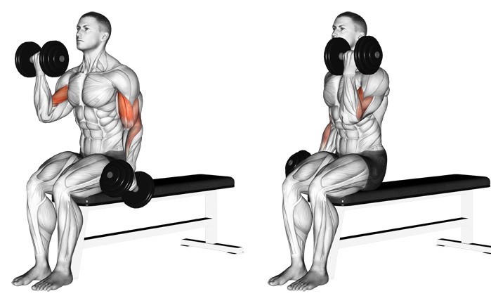 헬스기구 : 운동기구 팔 운동 바벨