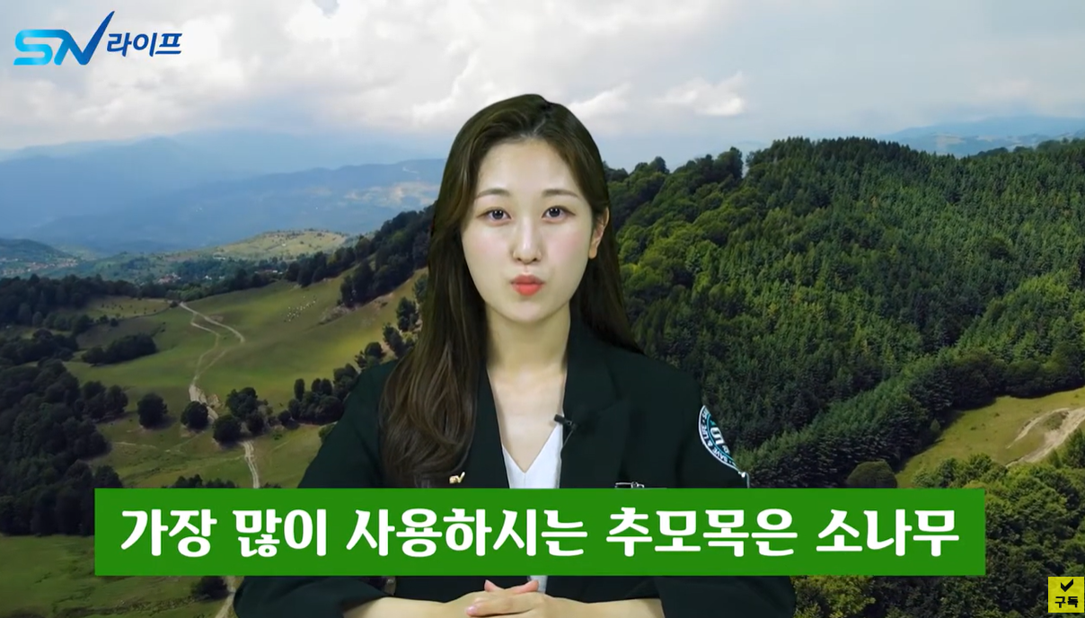 가장 많이 사용되는 추모목은 소나무입니다.