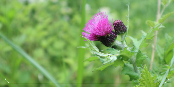 9밀크시슬 간 건강 개선 효과