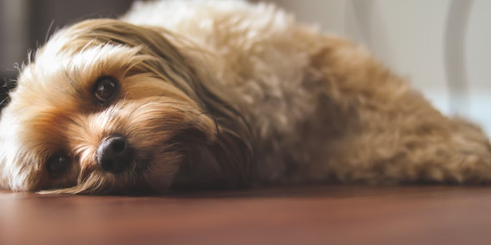 강아지 배변 훈련 방법 6