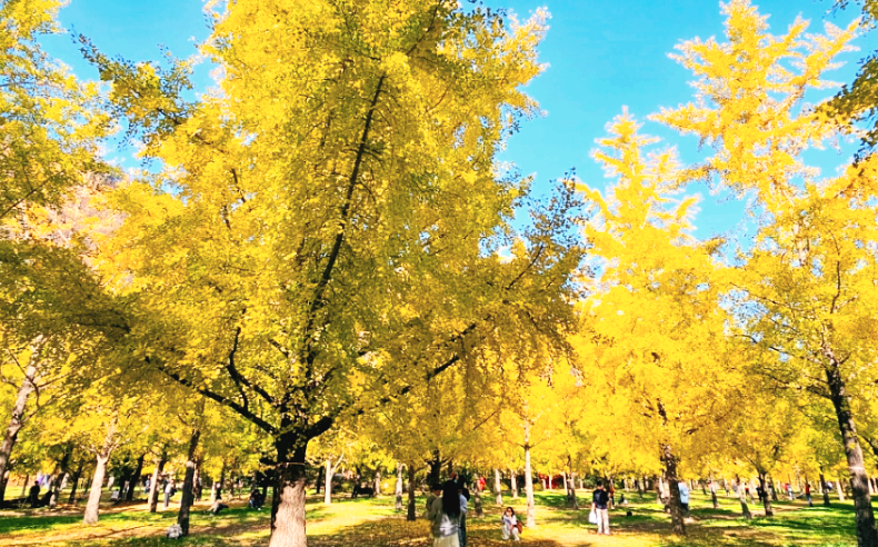 황금빛 은행나무