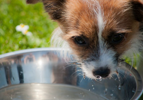 개가 물을 마시지 않는다