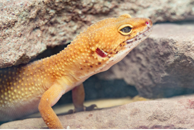 인기 특수반려동물 TOP 5 장단점 비교