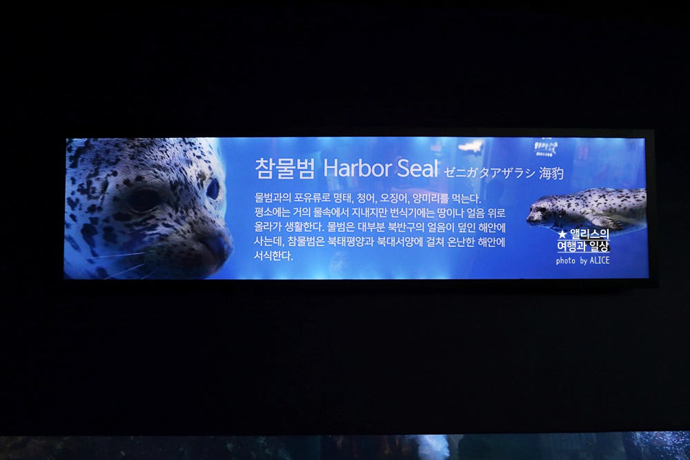 코엑스 아쿠아리움 입장권 할인예약 방법, 대중교통 가는 방법, 참물범 펭귄 비버 상어 보러가자!