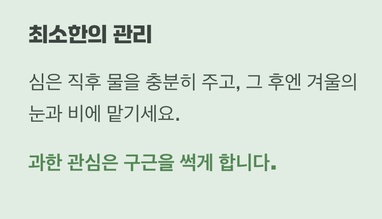 심고 난 후, 최고의 관리는 무관심