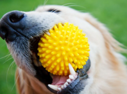 개 침샘 점액낭종