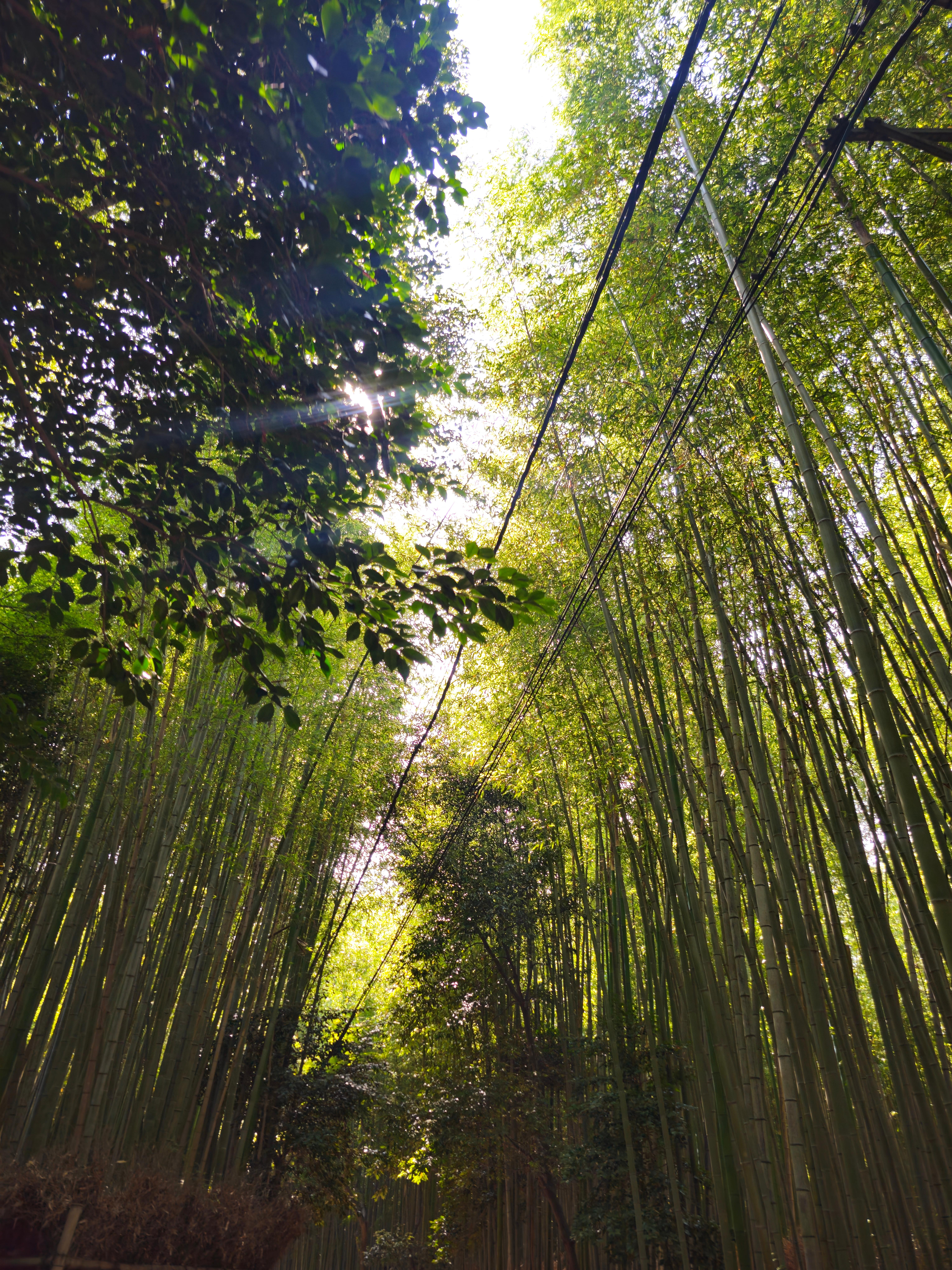 치쿠린 대나무숲