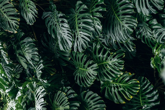 실내 인테리어의 꽃 몬스테라! 키우기/종류/분갈이/물주기/번식