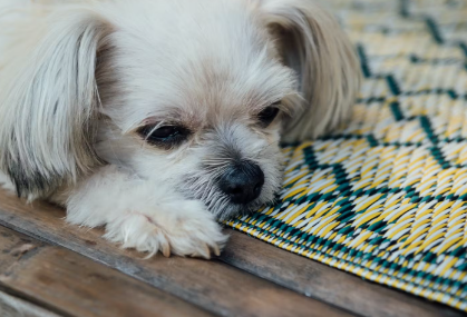 기운이 없는 믹스견.