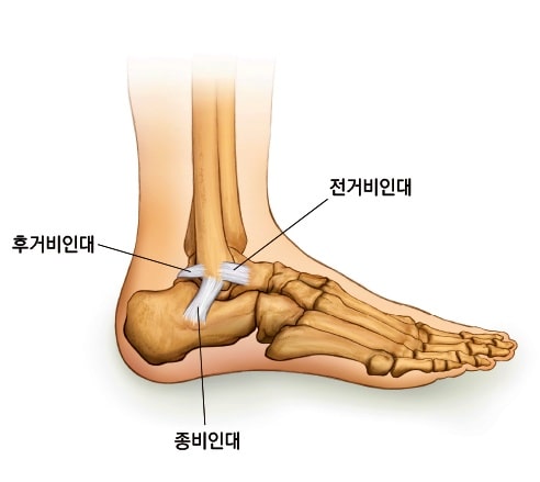 전거비-인대-부위