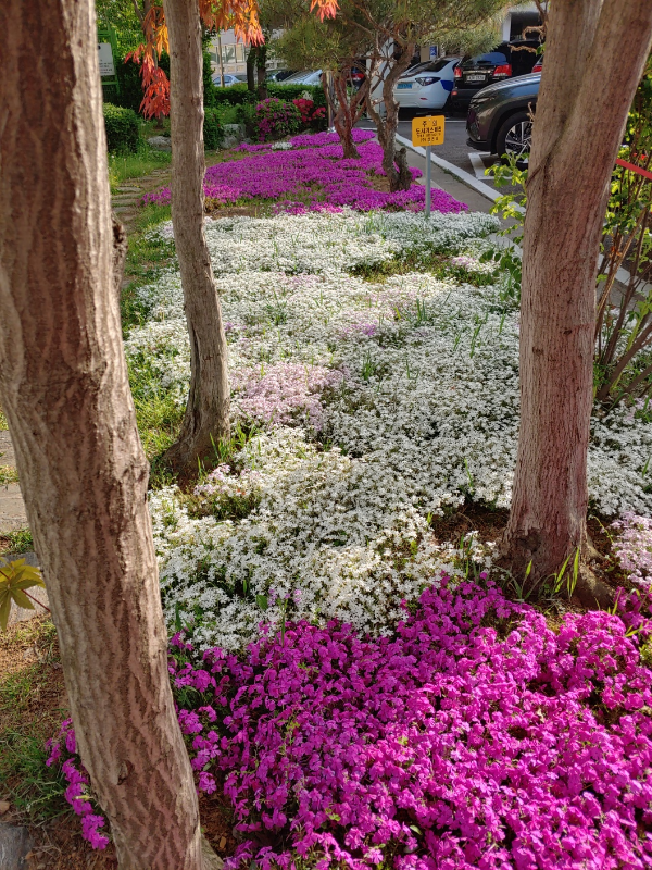 신천동사무소-앞-마당에-핀-이쁜-봄꽃들