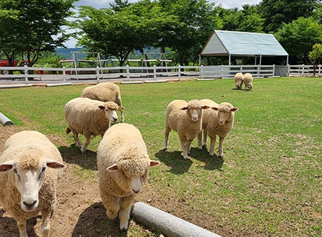 포니랜드의-귀여운-양들의-모습