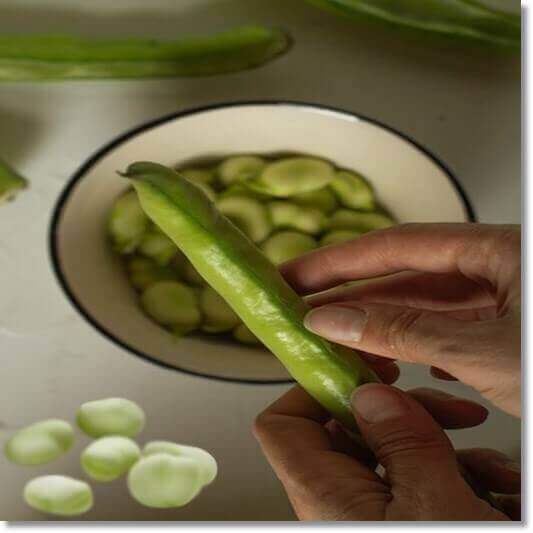 파바빈 효능 및 활성 성분 활용법과 부작용