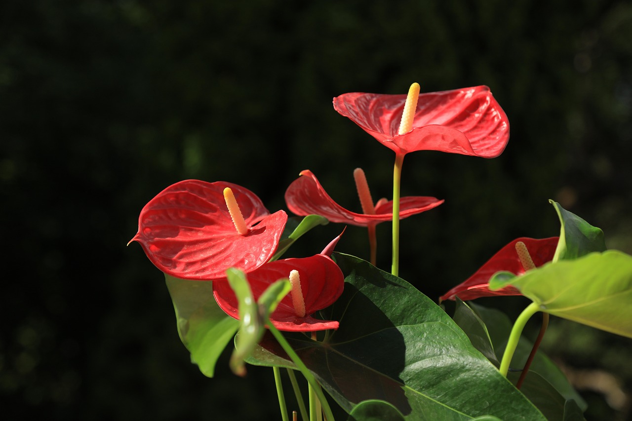 안스리움(Anthurium)