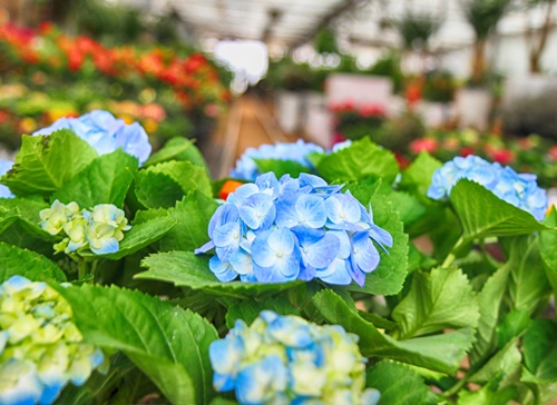 화양연화 뜻 이미지 입니다.