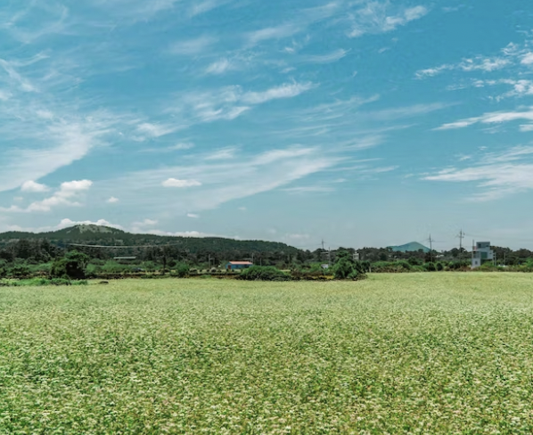 제주도 배편 차량요금