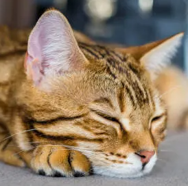 고양이 눈곱, 결막염 증상의 판별